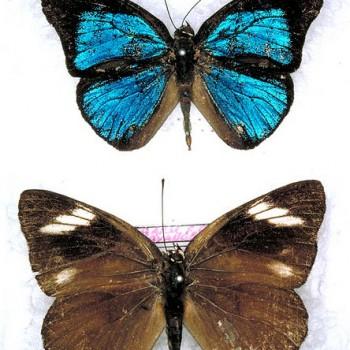 Cerautola legeri