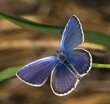 cupido amyntula