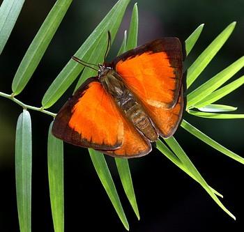 Curetis thetis