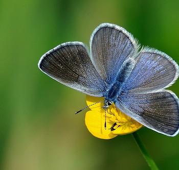 Glaucopsyche melanops