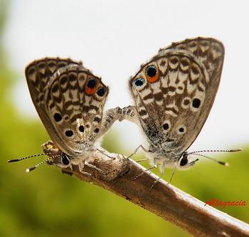 Cyclargus sorpresus