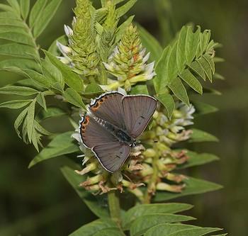 Lycaena xanthoides