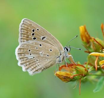 Polyommatus daphnis