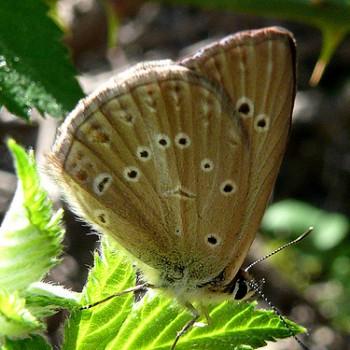 Polyommatus admetus