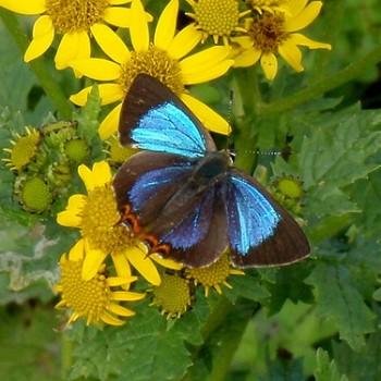 Heliophorus tamu