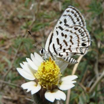 Tarucus extricatus