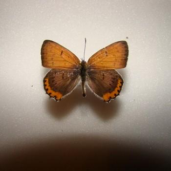 Lycaena hyllus