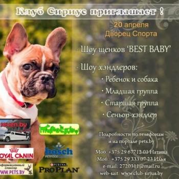 20 апреля состоится сразу две выставки: Шоу Щенков ‘Best Baby’ и Шоу Хэндлеров