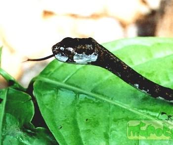 Aplopeltura