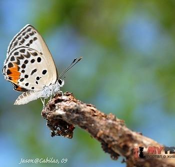 Chilades mindora