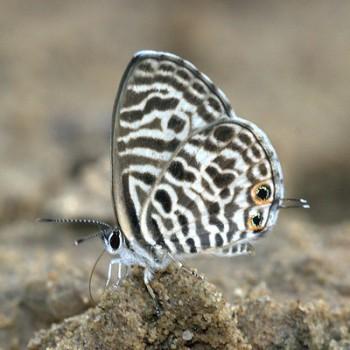 Leptotes plinius