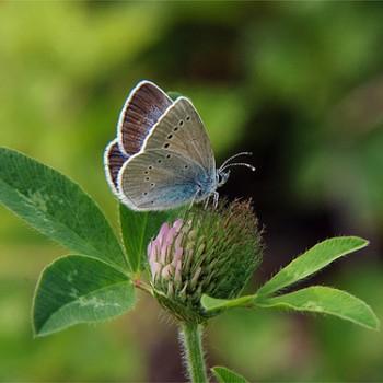 glaucopsyche lycormas