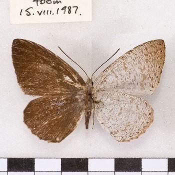 Allotinus taras