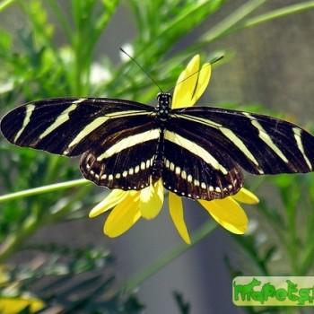 Heliconius charitonius (Геликония харитоний)