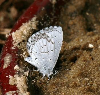 Celastrina nigra