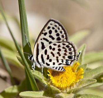 Tarucus theophrastus