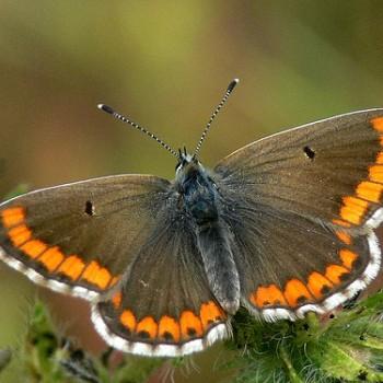 Aricia cramera