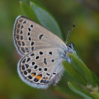 Plebejus optilete