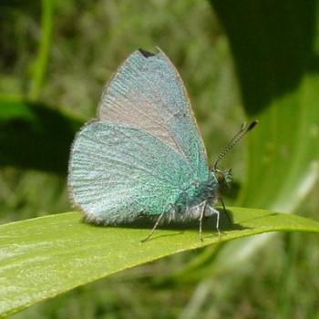 Udara blackburnii