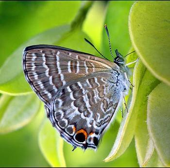Theclinesthes onycha