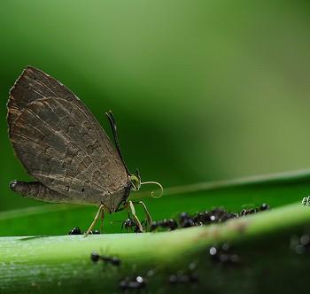 Miletus chinensis