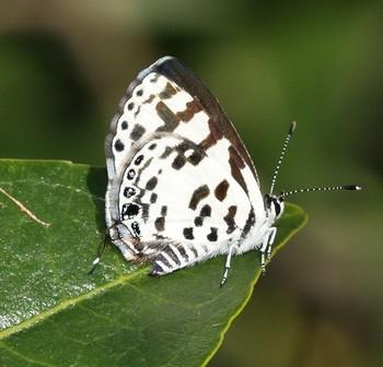 Tuxentius melaena