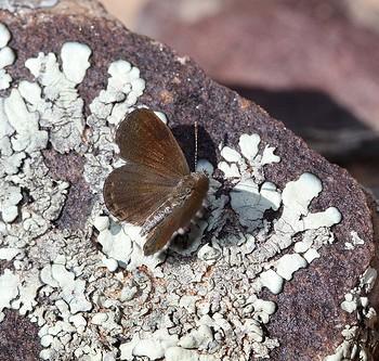 Brephidium metophis