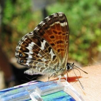Cyclyrius webbianus