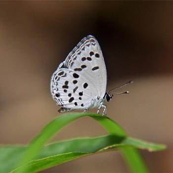 Shijimia moorei