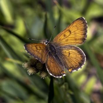 Lycaena mariposa