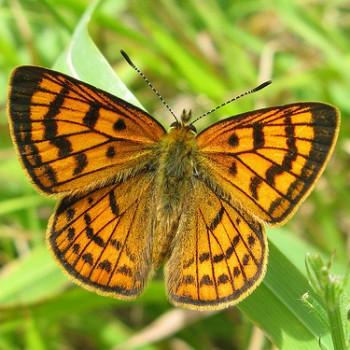 Lycaena rauparaha
