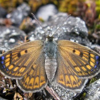 Lycaena boldenarum