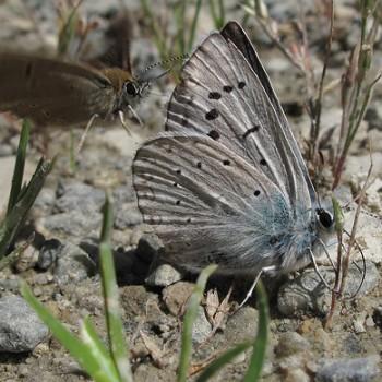 Polyommatus aedon