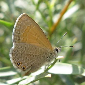 Nacaduba biocellata
