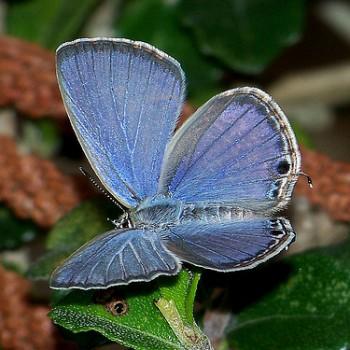 Chilades peripatria