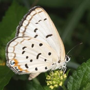 Lepidochrysops peculiaris