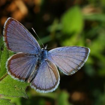 Hemiargus hanno