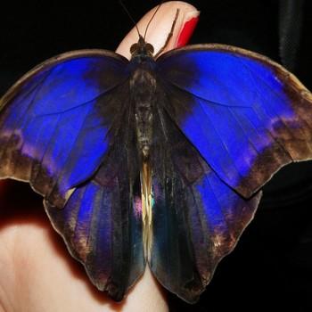 Eryphanis automedon