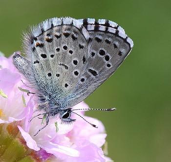 Pseudophilotes panoptes