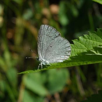 Celastrina humulus