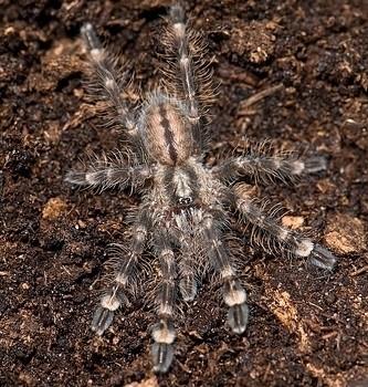Poecilotheria bara