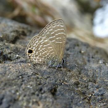 nacaduba hermus