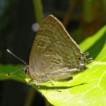 Anthene hobleyi