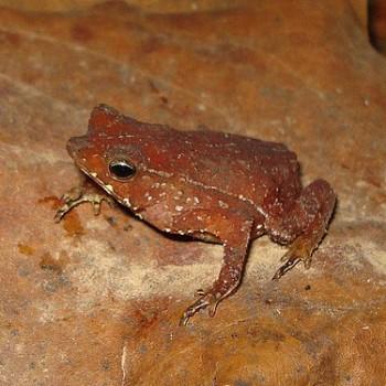 Лягушки Rhinella proboscidea пытаются спариваться с мертвыми партнерами.