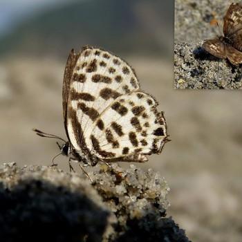 Tarucus ananda