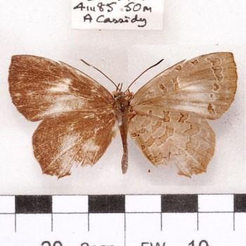 Miletus boisduvali