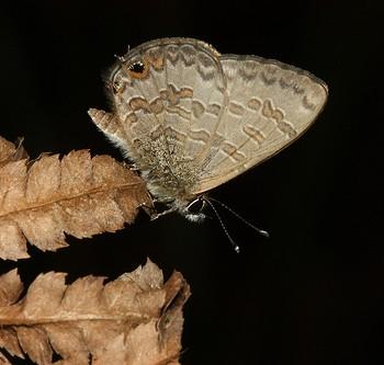 Prosotas felderi