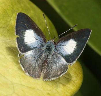 Candalides absimilis