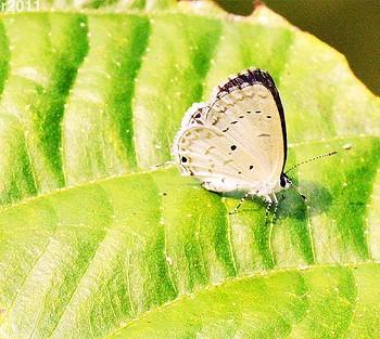 Eicochrysops hippocrates