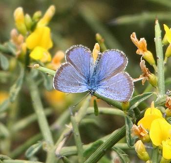 Glaucopsyche paphos